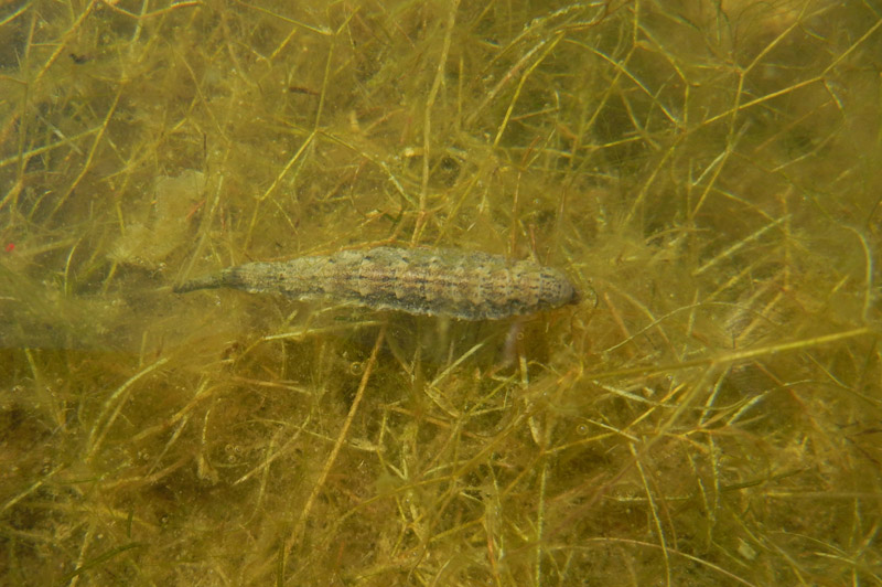 larve : Famiglia Stratiomyidae